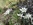 Edelweiss